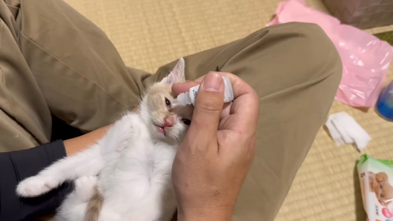 目薬をさす茶白くん
