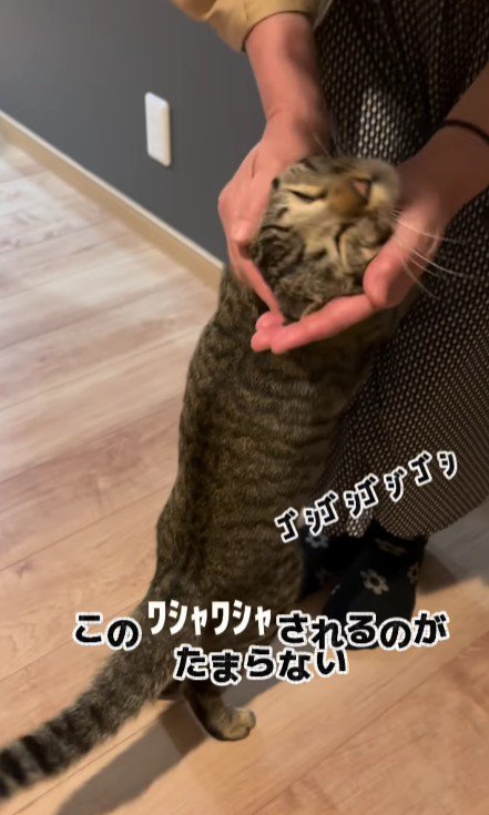 女性に甘える猫