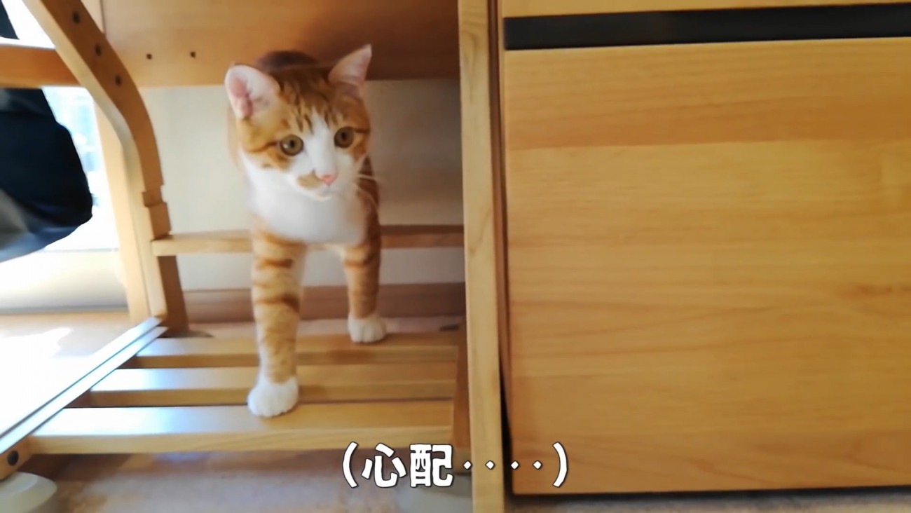 家具の上を歩く猫