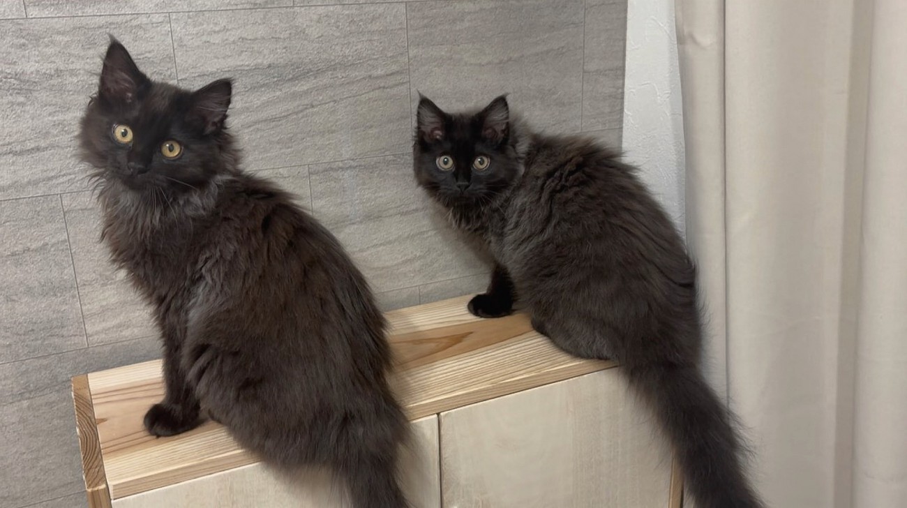 振り向く2匹の猫