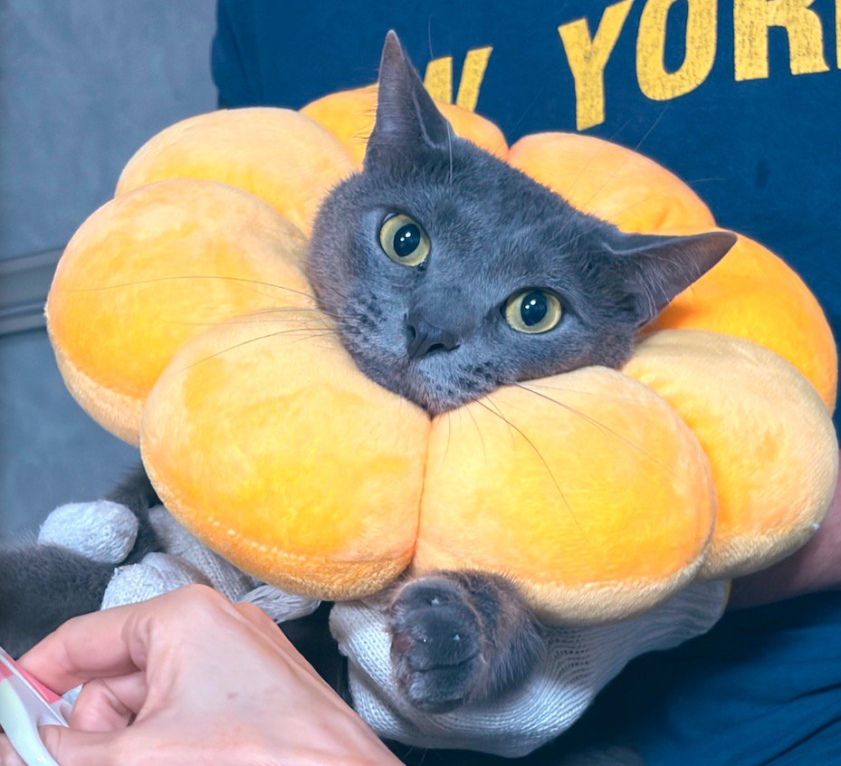 エリザベスカラーを着け、家族に抱っこしてもらう猫