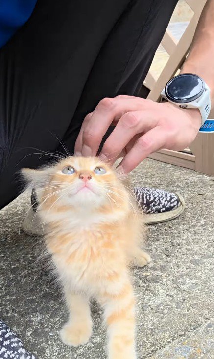 なでられる子猫