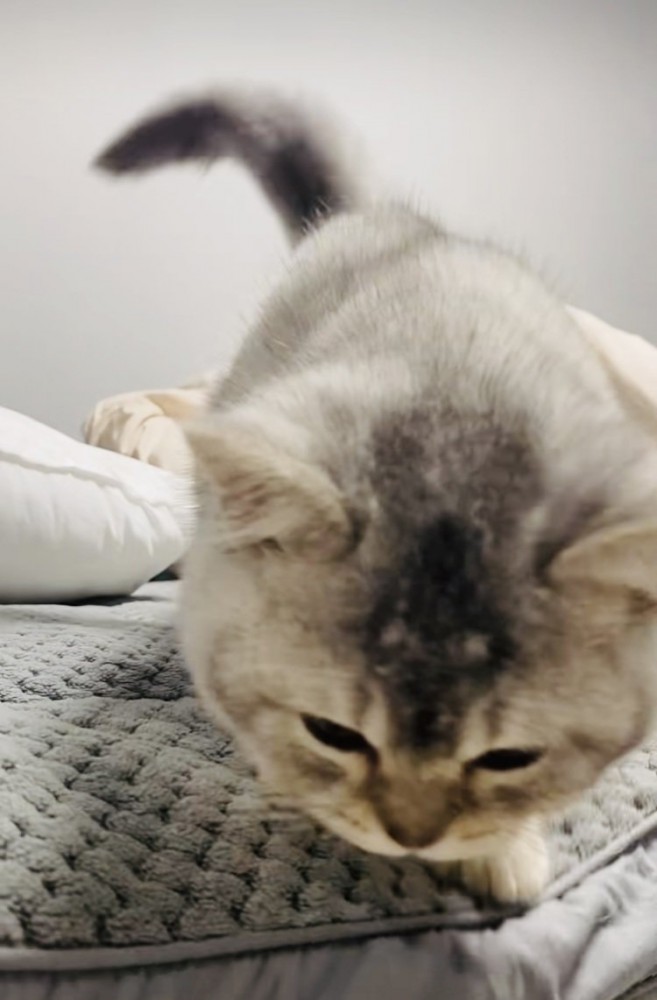 ベッドの上でママに向かって歩く子猫