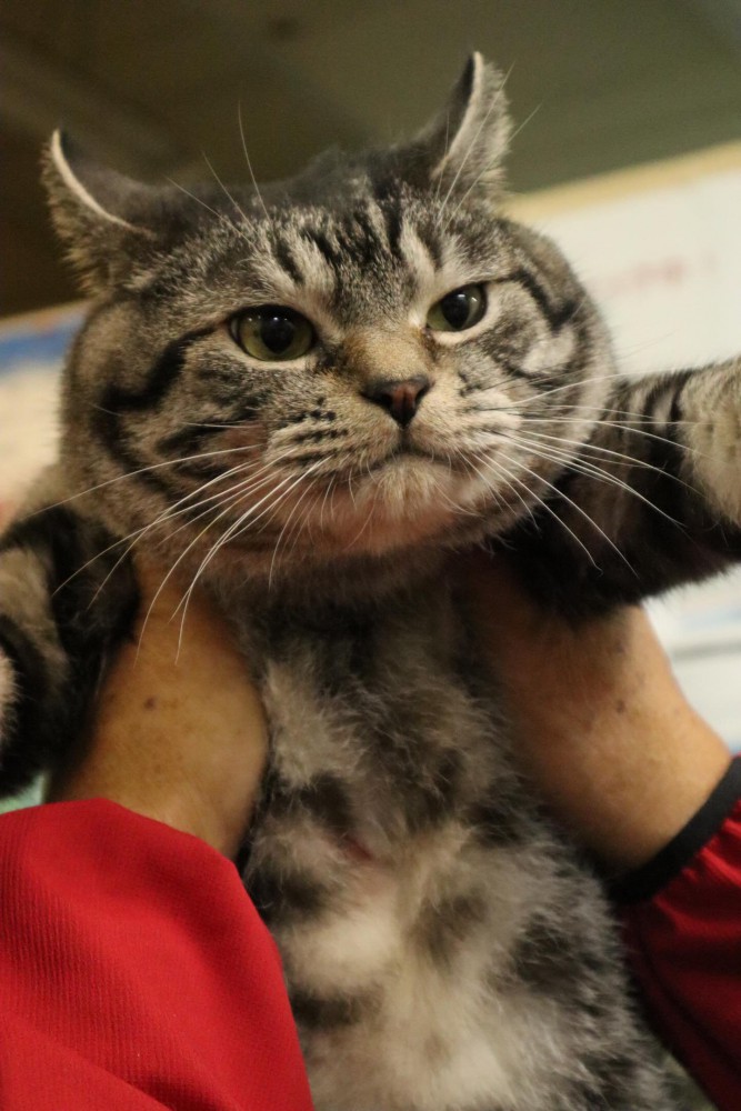 手で持たれる猫