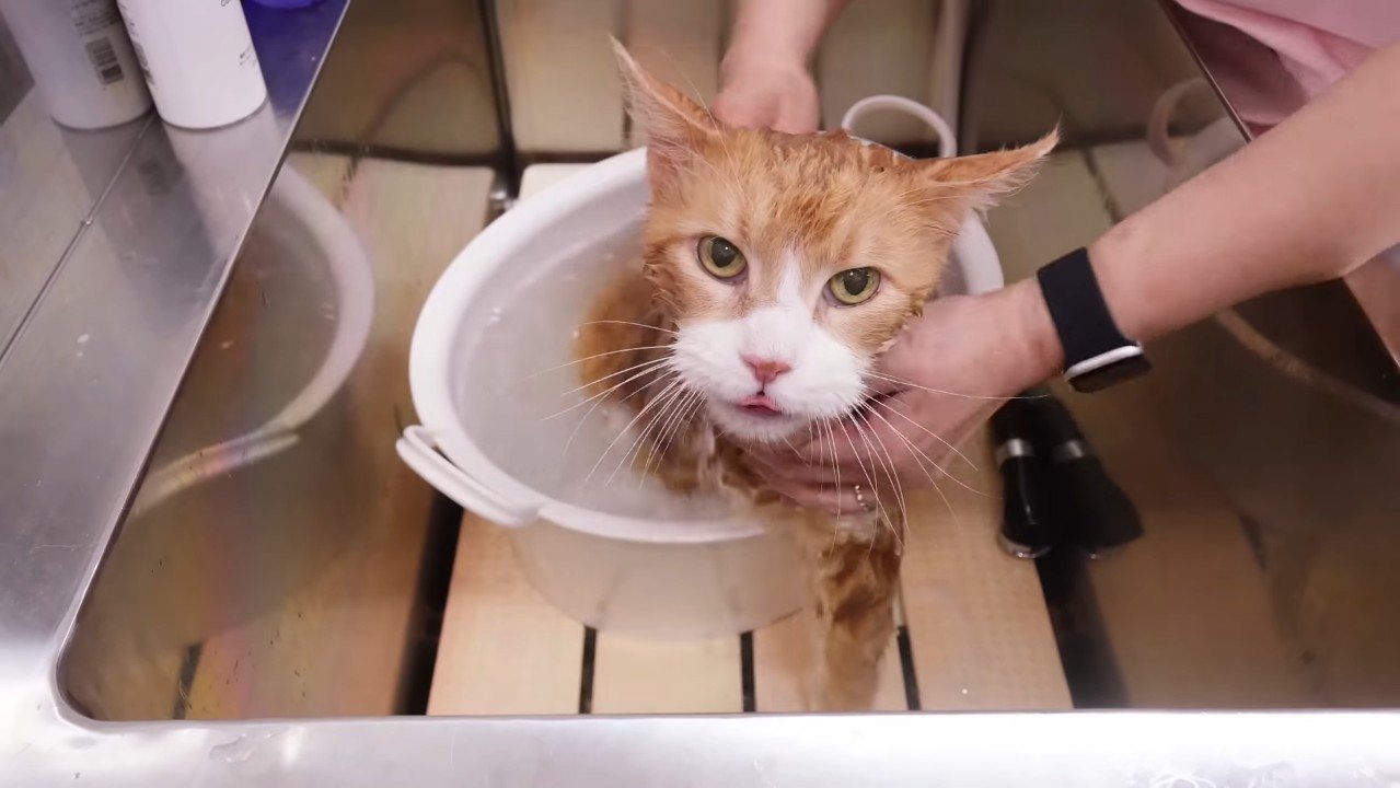 右前足を桶の中に