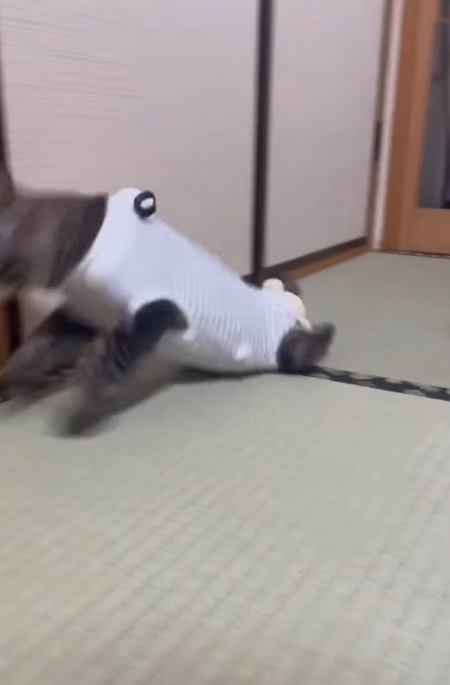 移動する子猫