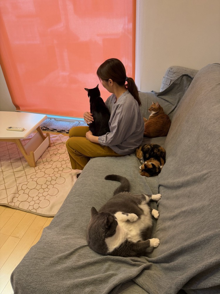 飼い主に抱っこされた猫とくつろぐ3匹の猫