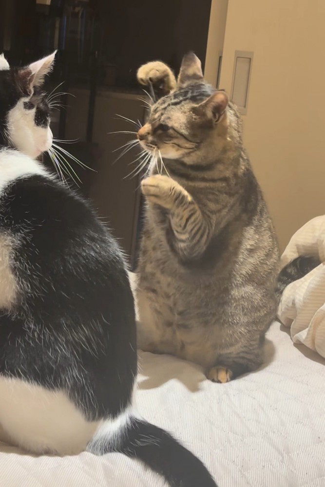 右手を振り上げる猫