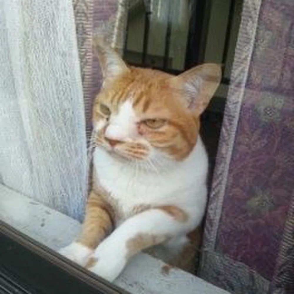 窓から外を見る猫