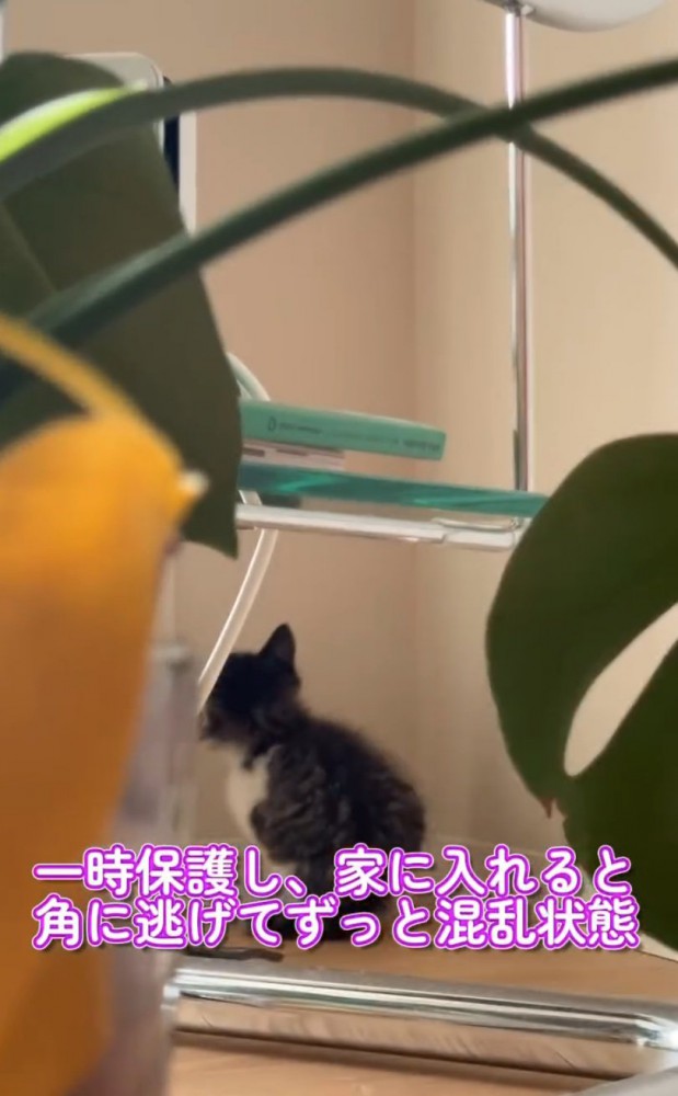部屋の隅で泣いている子猫