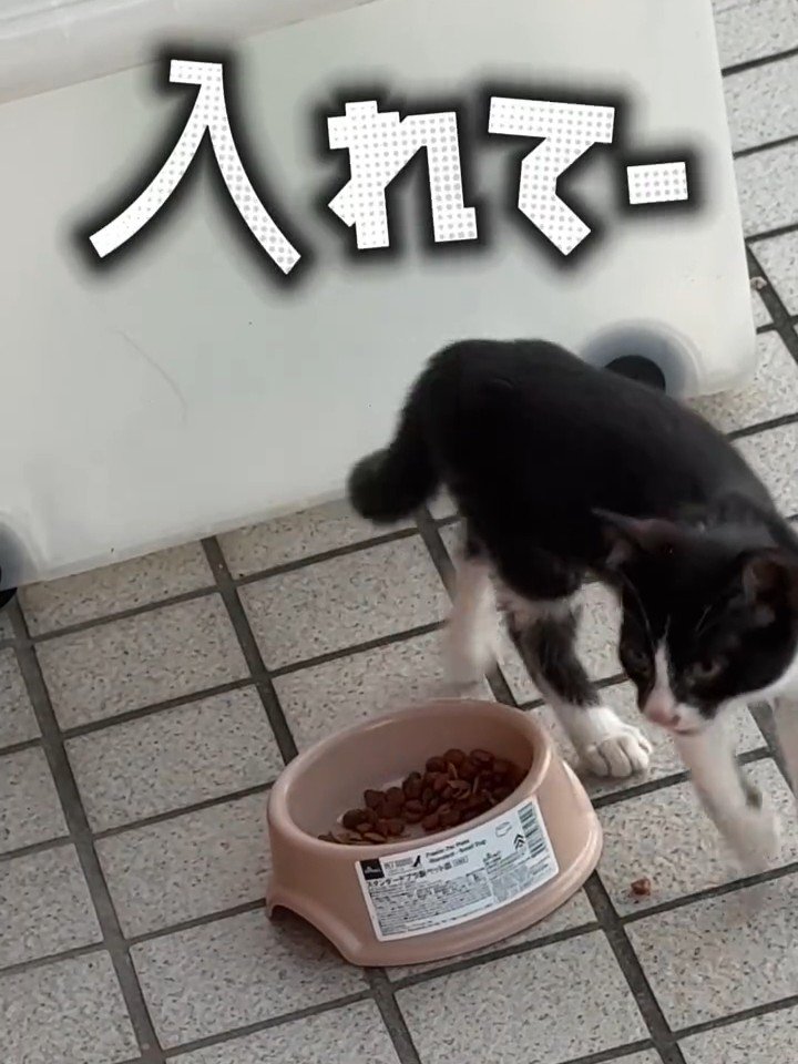 歩く子猫