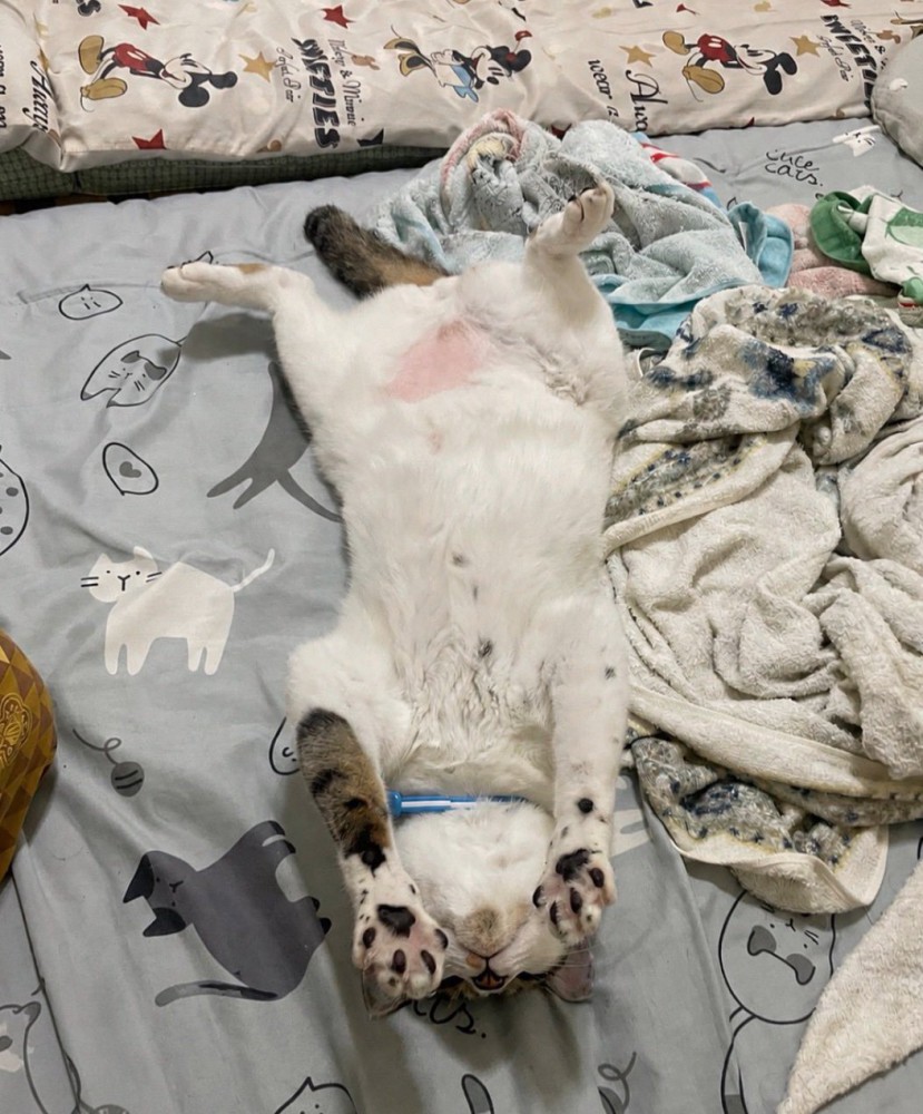 お腹を出して眠る猫