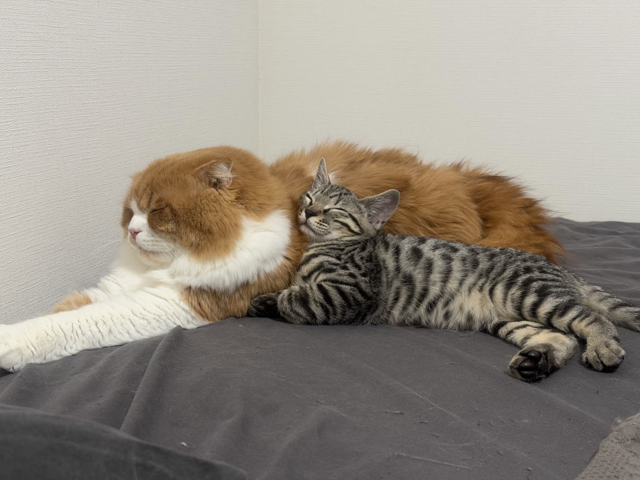 寄り添う成猫と子猫