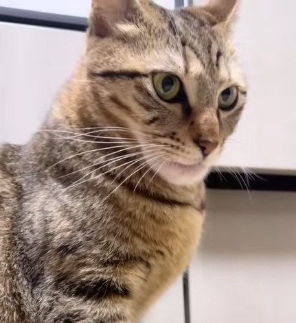 正面から猫を見た様子