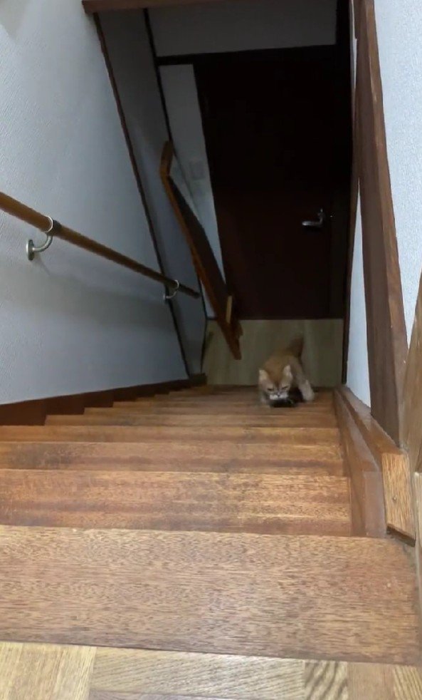 階段を登る猫