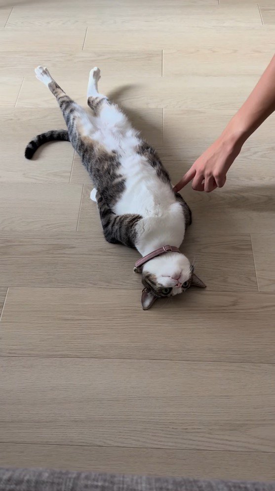 真っ直ぐな姿勢で寝そべる猫を指で押してみる家族