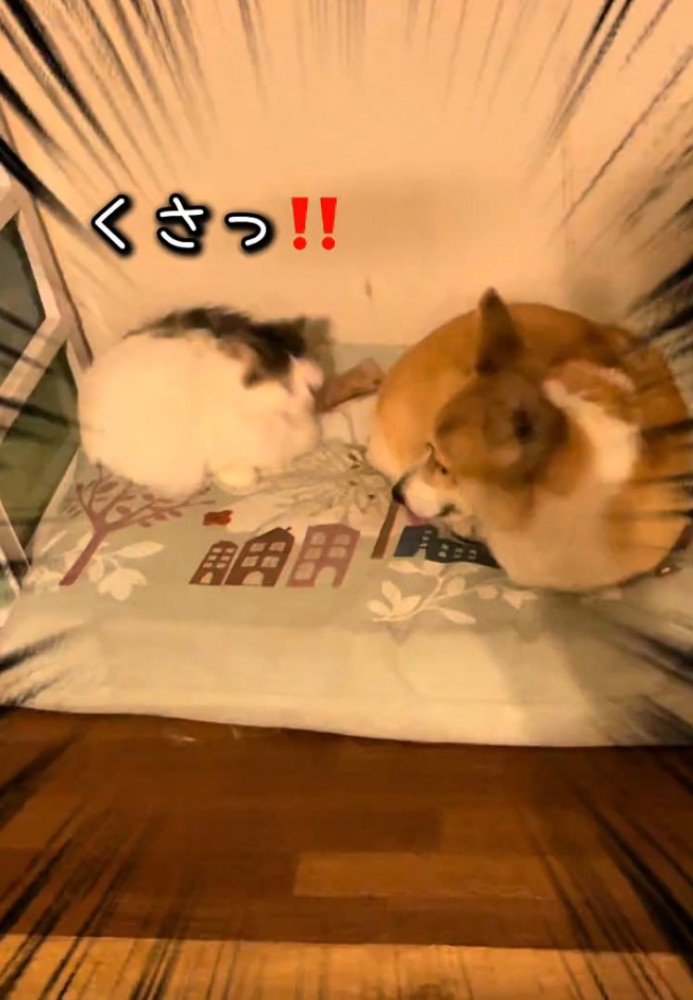 臭そうにする猫