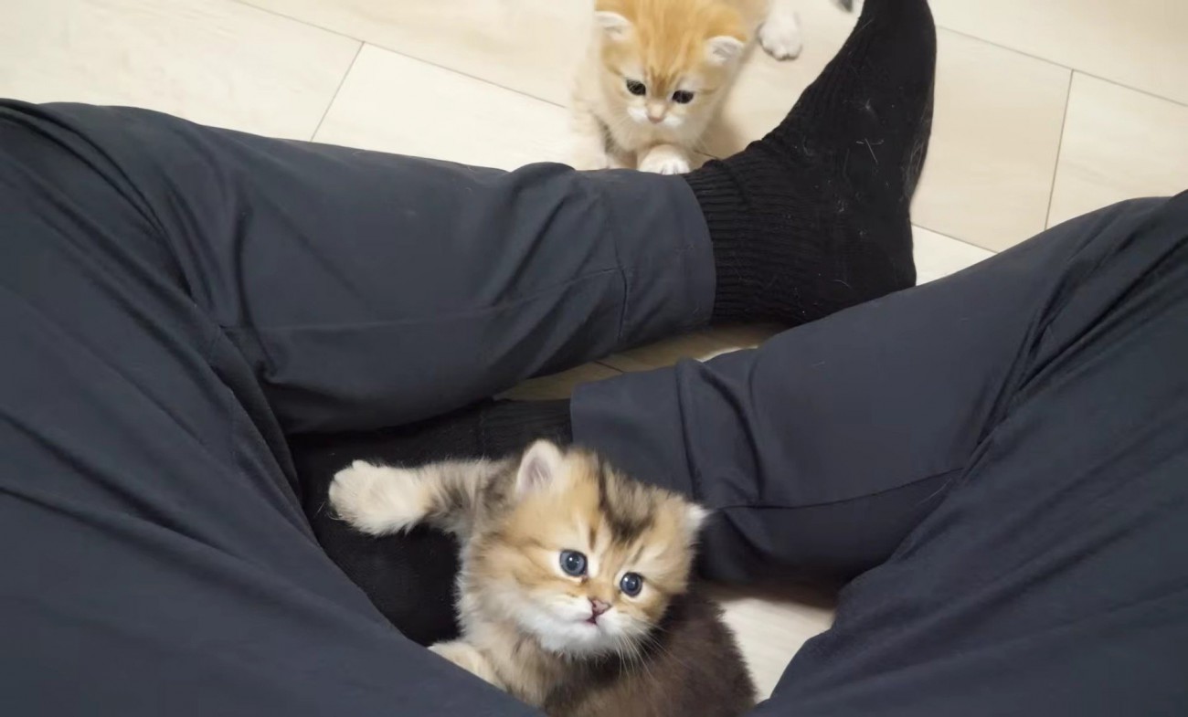飼い主さんの膝にやってきた赤ちゃん猫たち