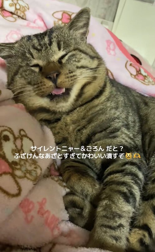 顔をカメラに向けて目を瞑ったまま口を開けている猫