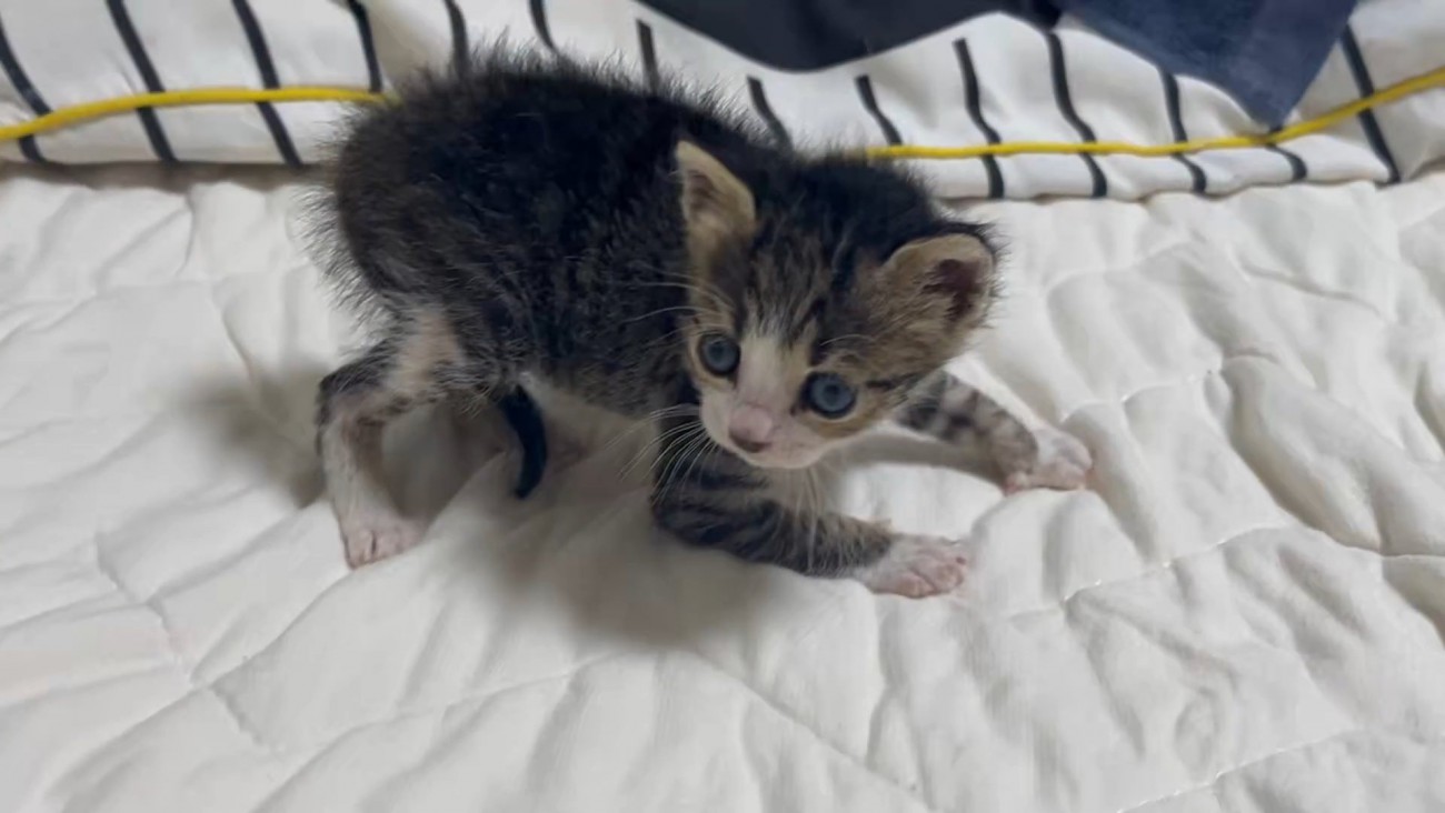 立っている子猫