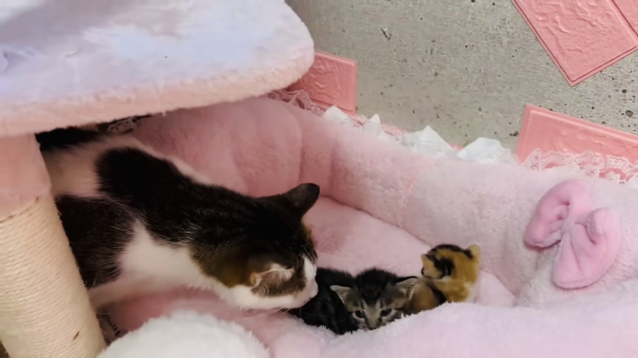 子猫の匂いを嗅ぐ保護猫