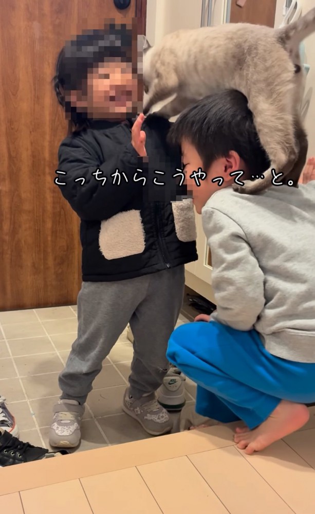 女の子に体を伸ばす猫