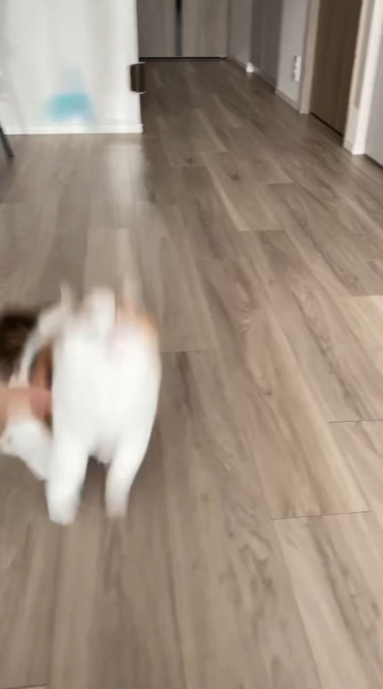 飼い主が投げたおもちゃを目で追いかける猫