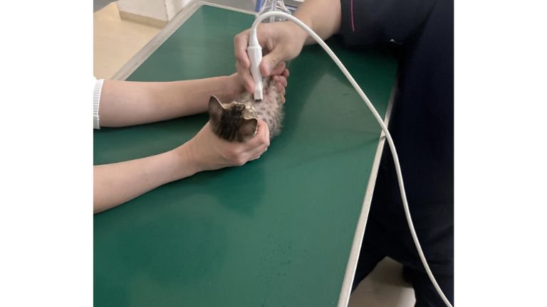 診察されている猫