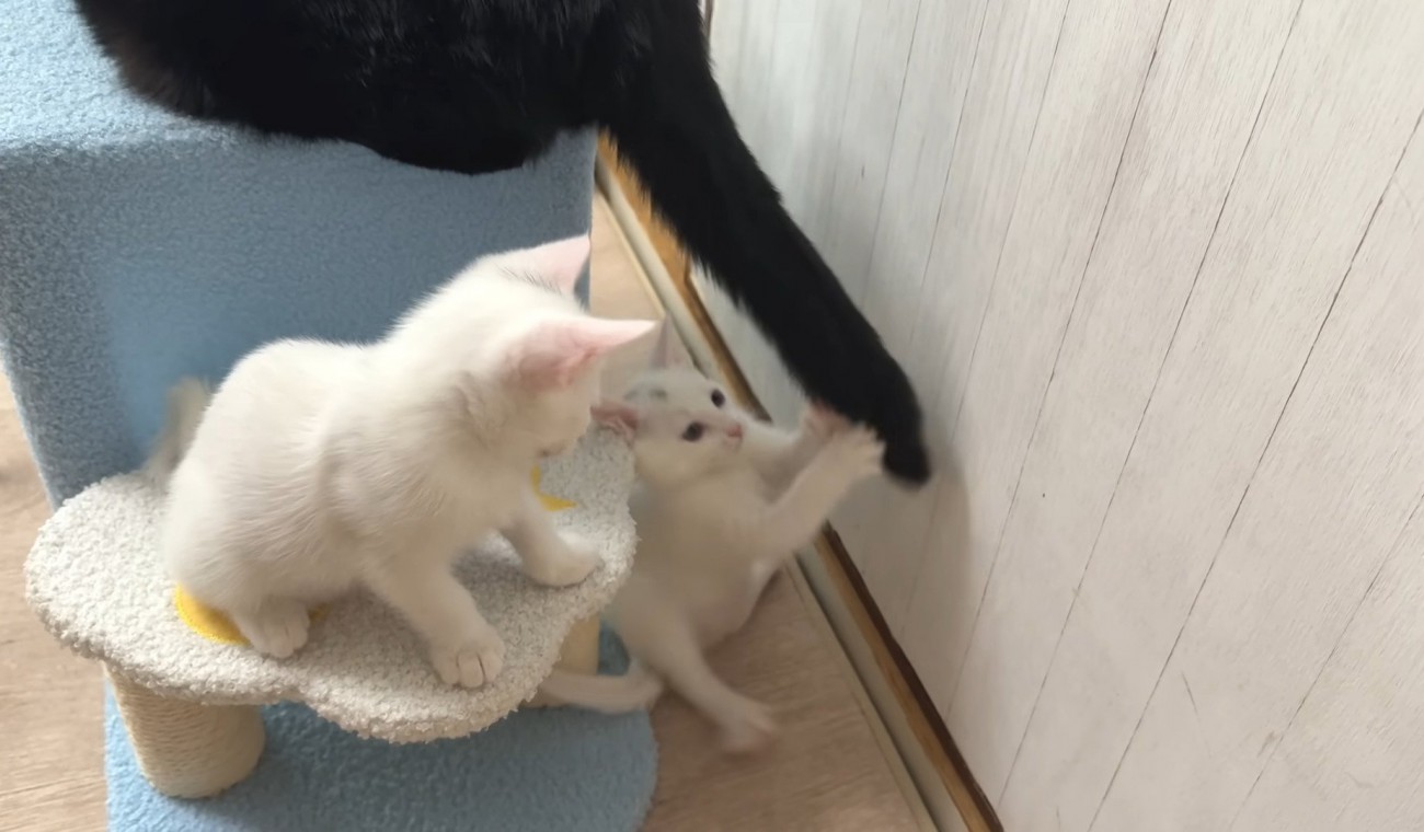 成猫のしっぽで遊ぶ子猫