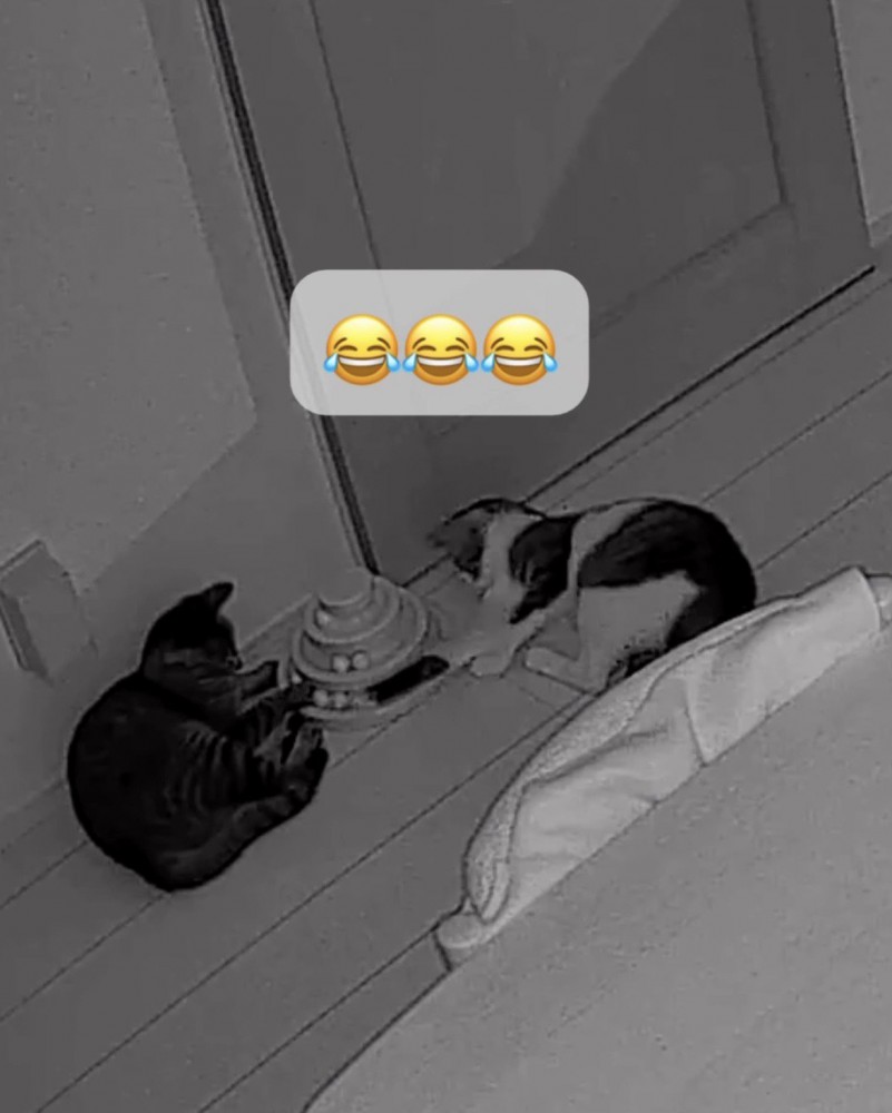 保護猫兄妹のおもしろすぎる光景