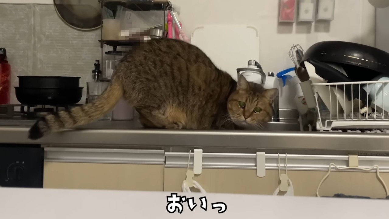 おいっ