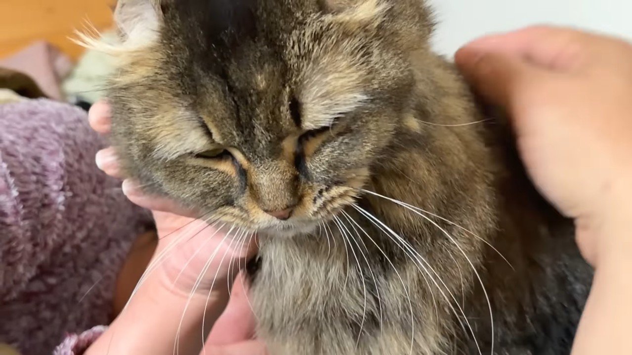 たんこちゃんのアップ