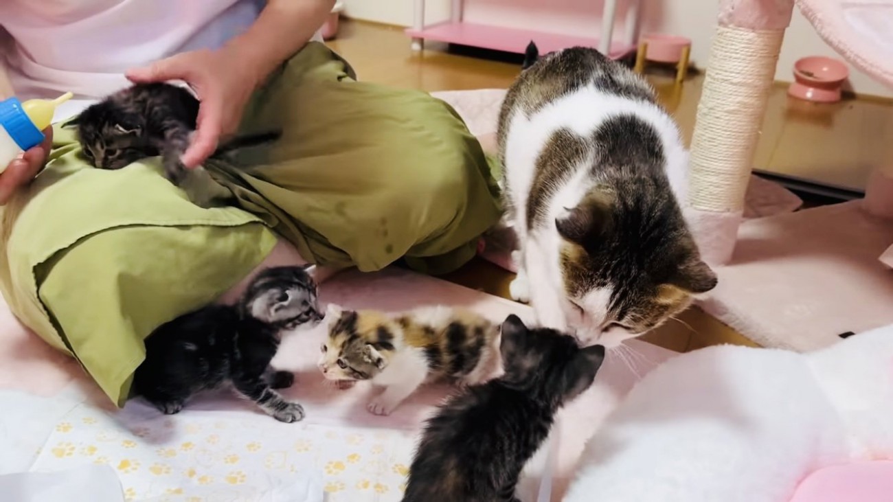 子猫の匂いを嗅ぐ保護猫