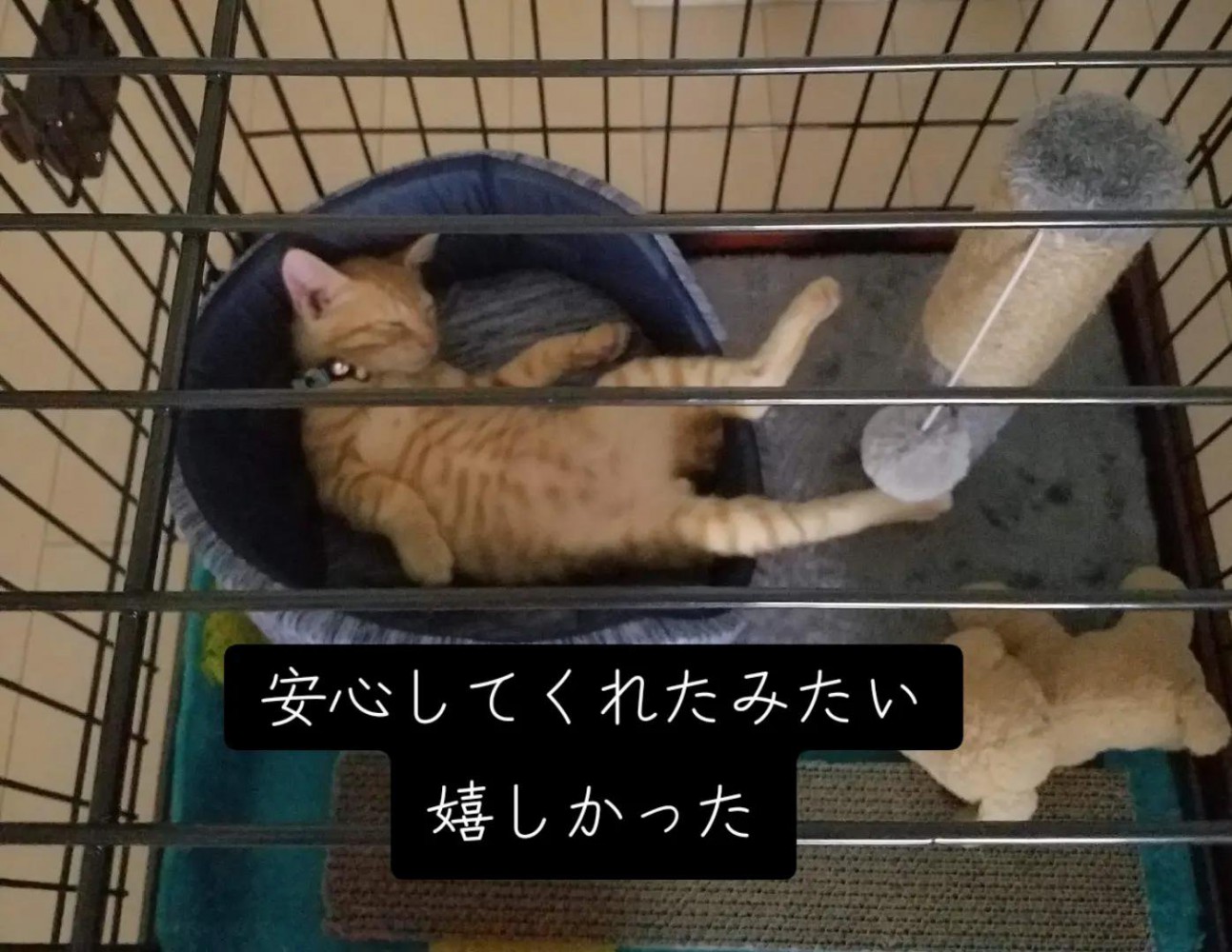仰向けで寝ている子猫