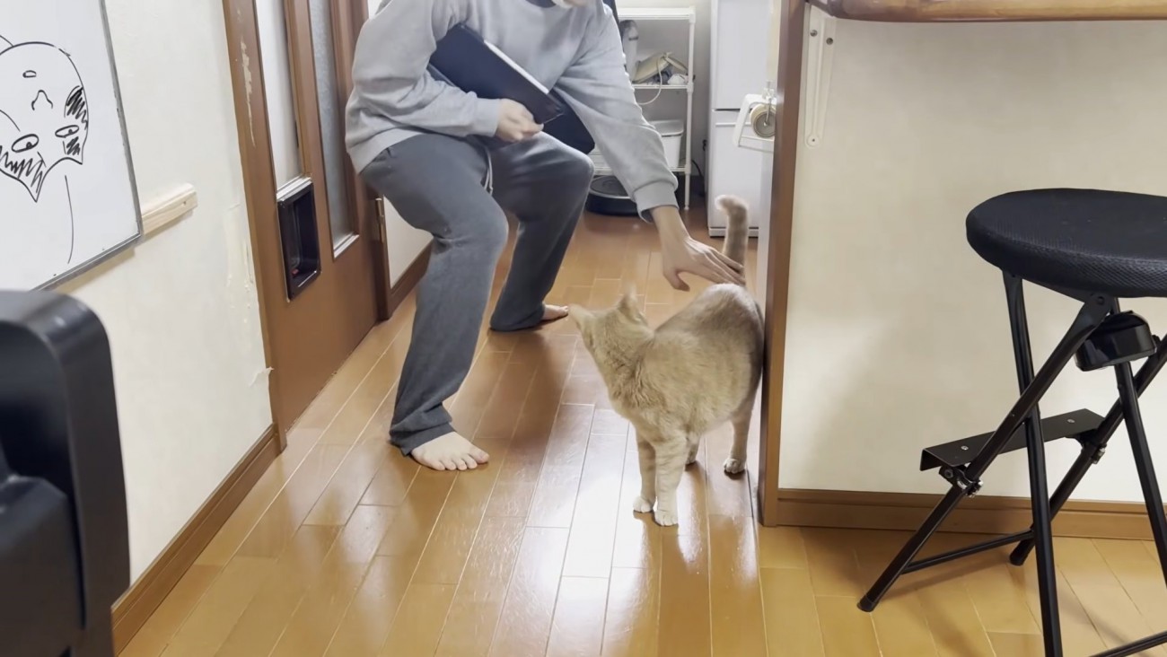 黒いバインダー？を抱えた男の子と振り向き猫ちゃん