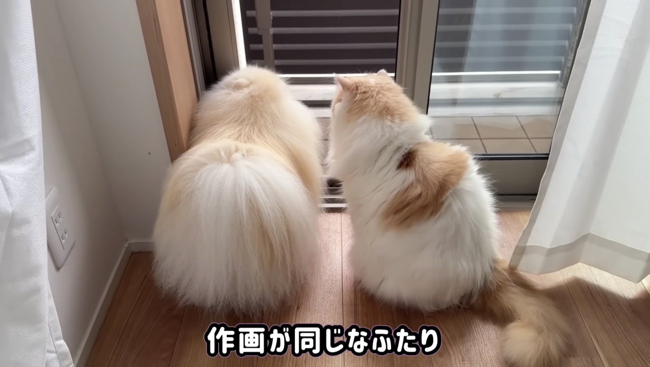 作画が同じなふたり