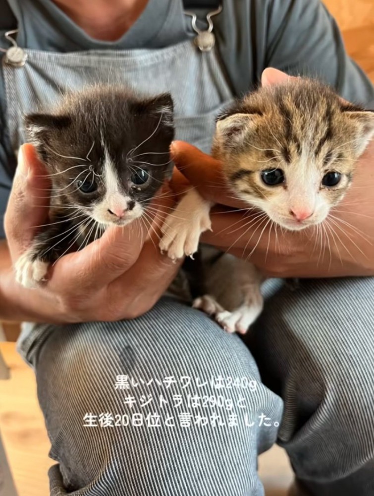 並ぶ2匹の赤ちゃん猫