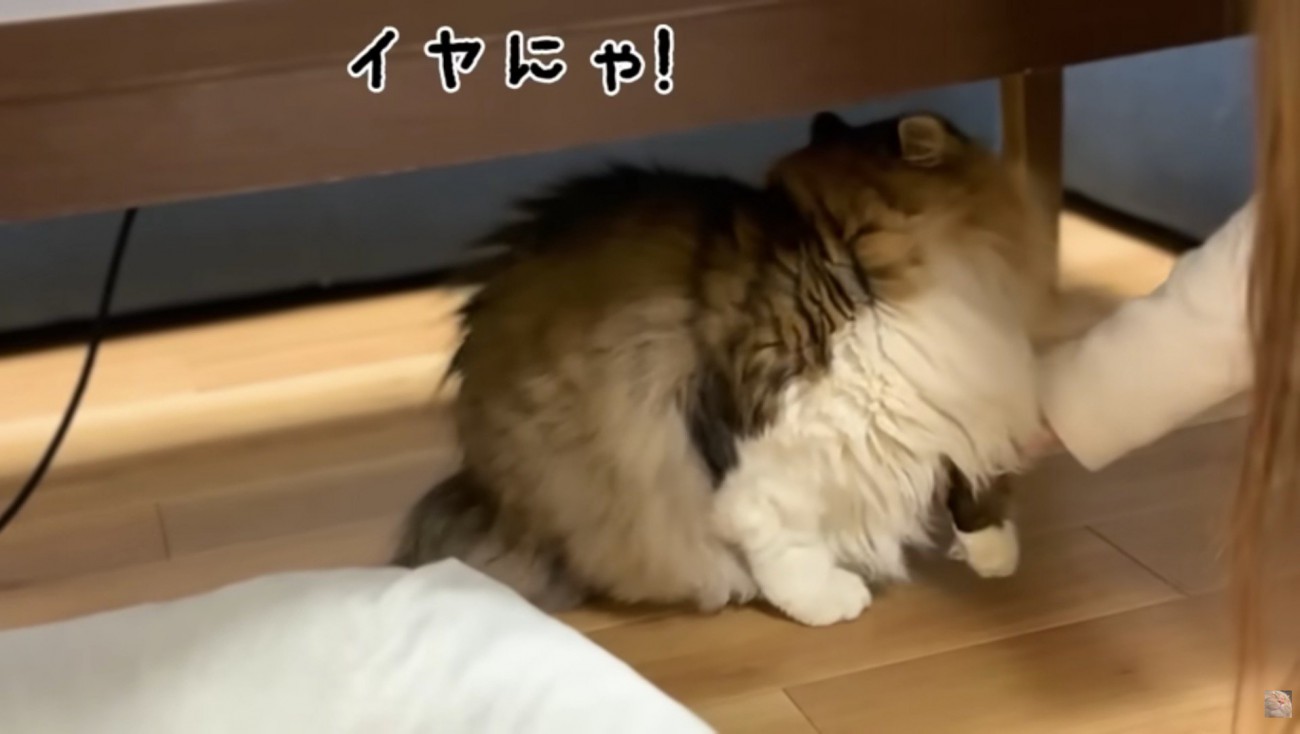 嫌がっているぽこまる