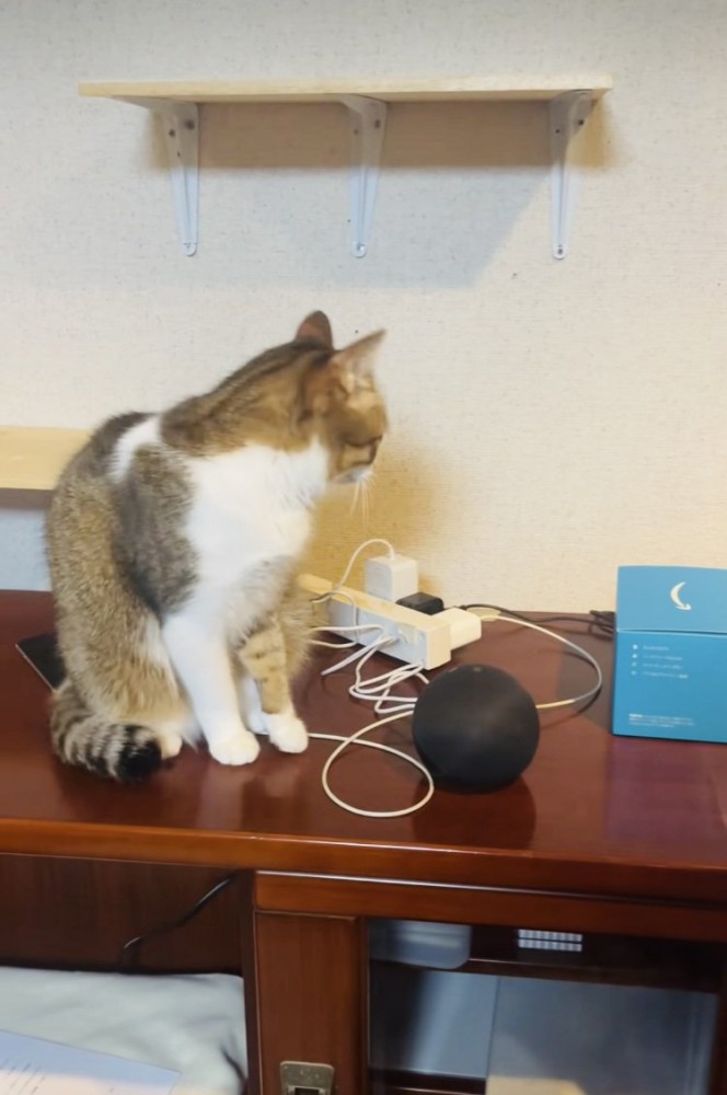 猫の鳴き声の出所を探す保護猫