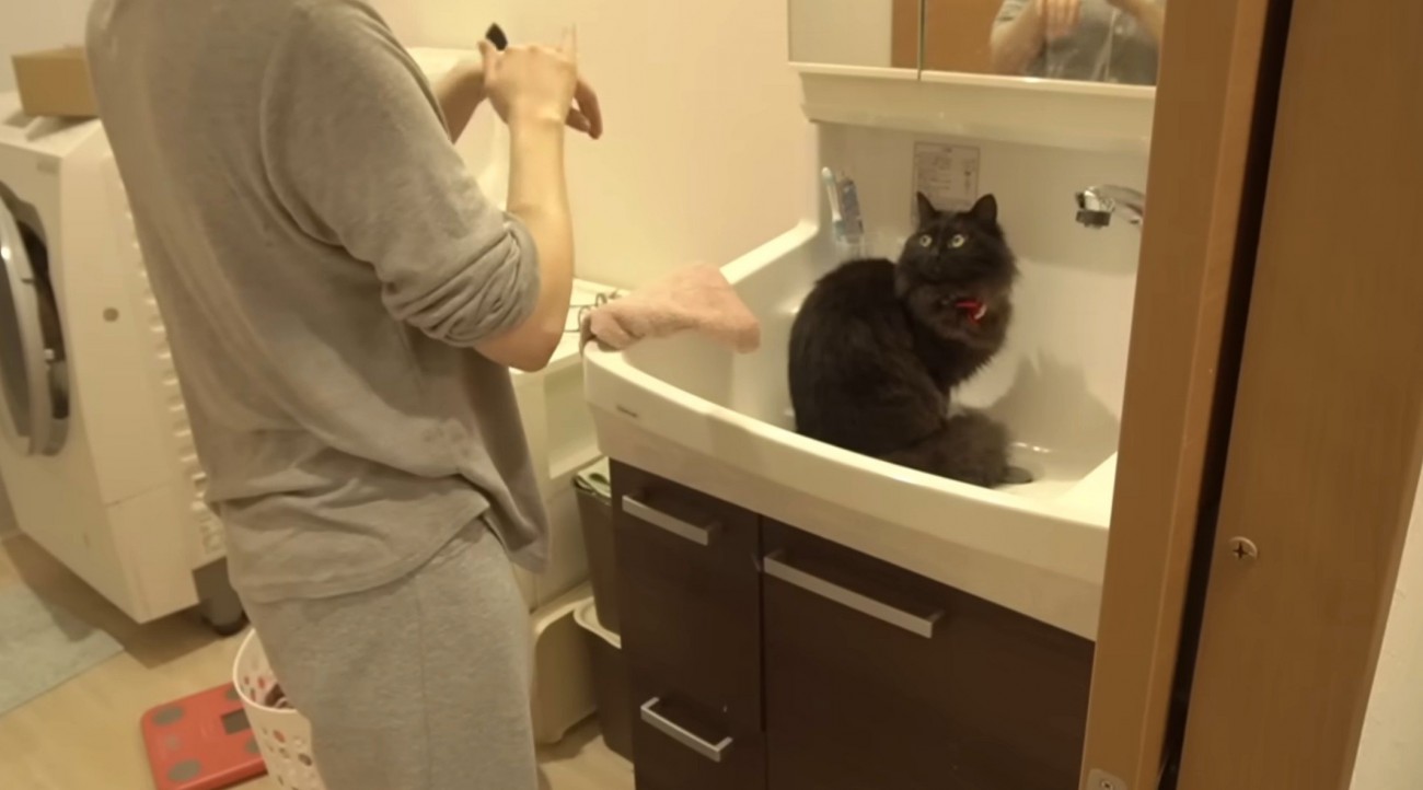 飼い主を見つめる黒猫