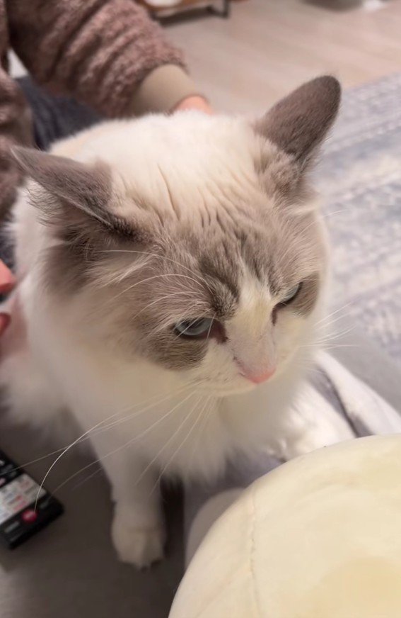 抱っこされる猫