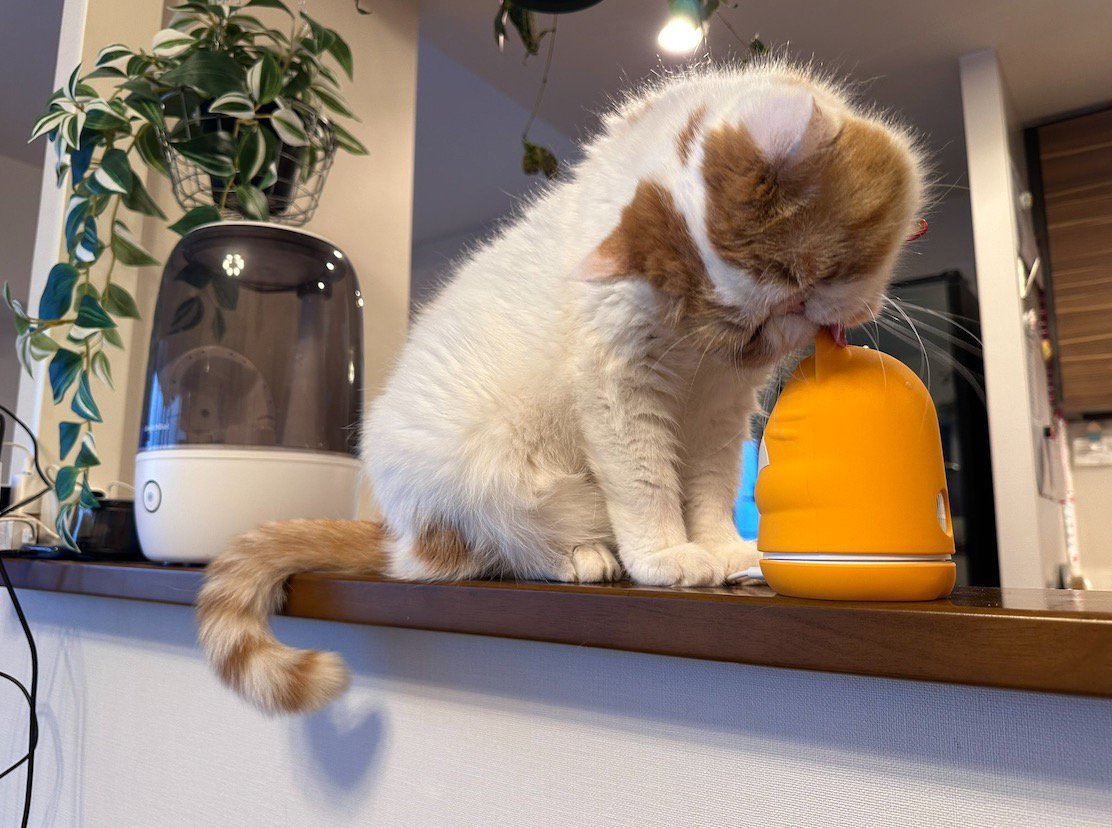 飼い主に見守られながら、見守りカメラを毛繕いする猫