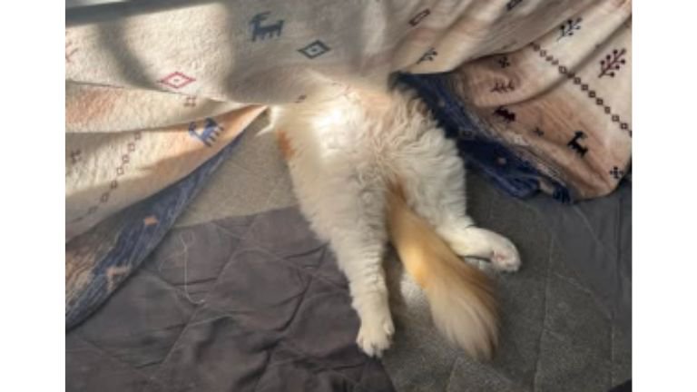 コタツで眠る猫