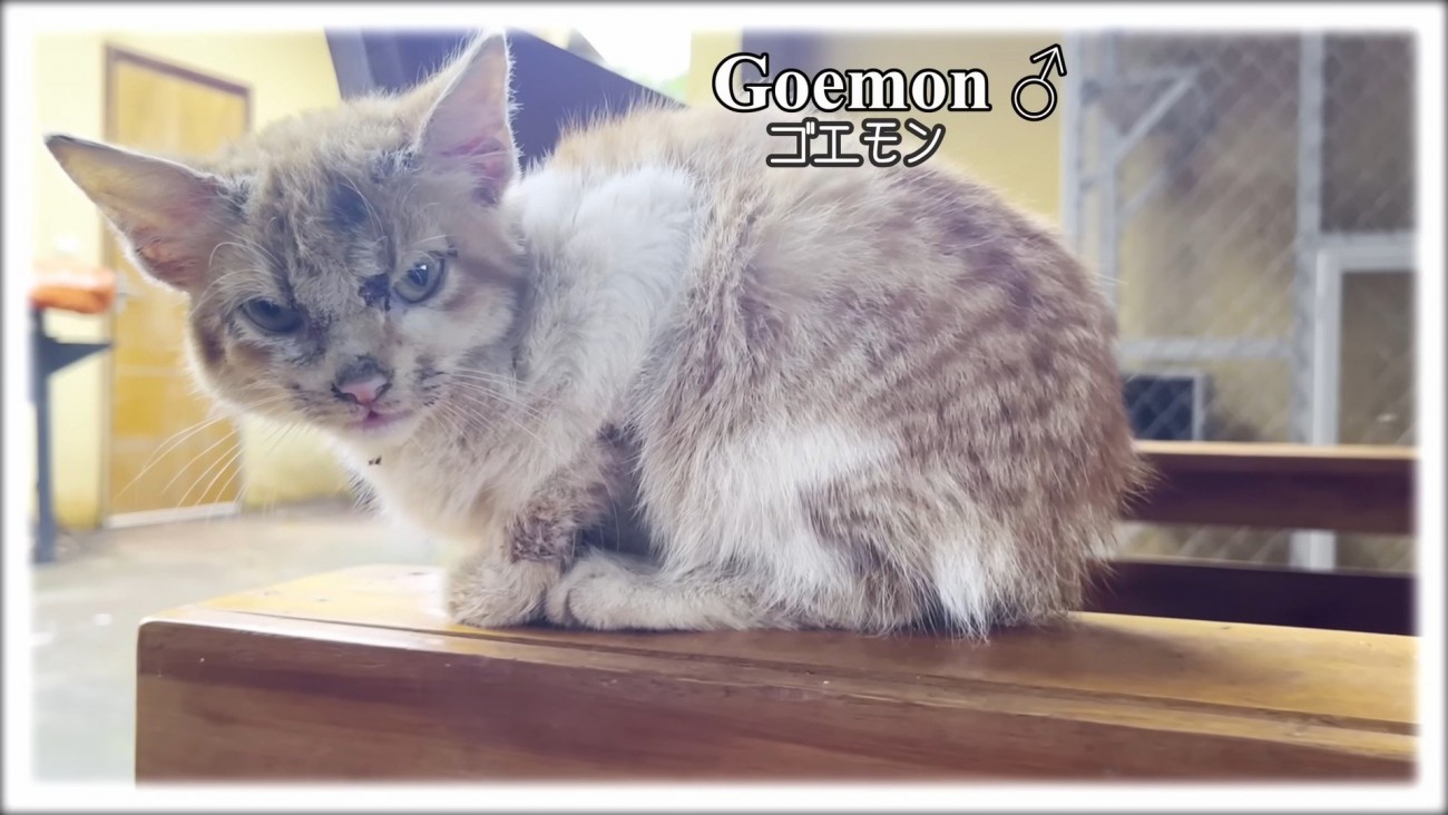 傷だらけの子猫