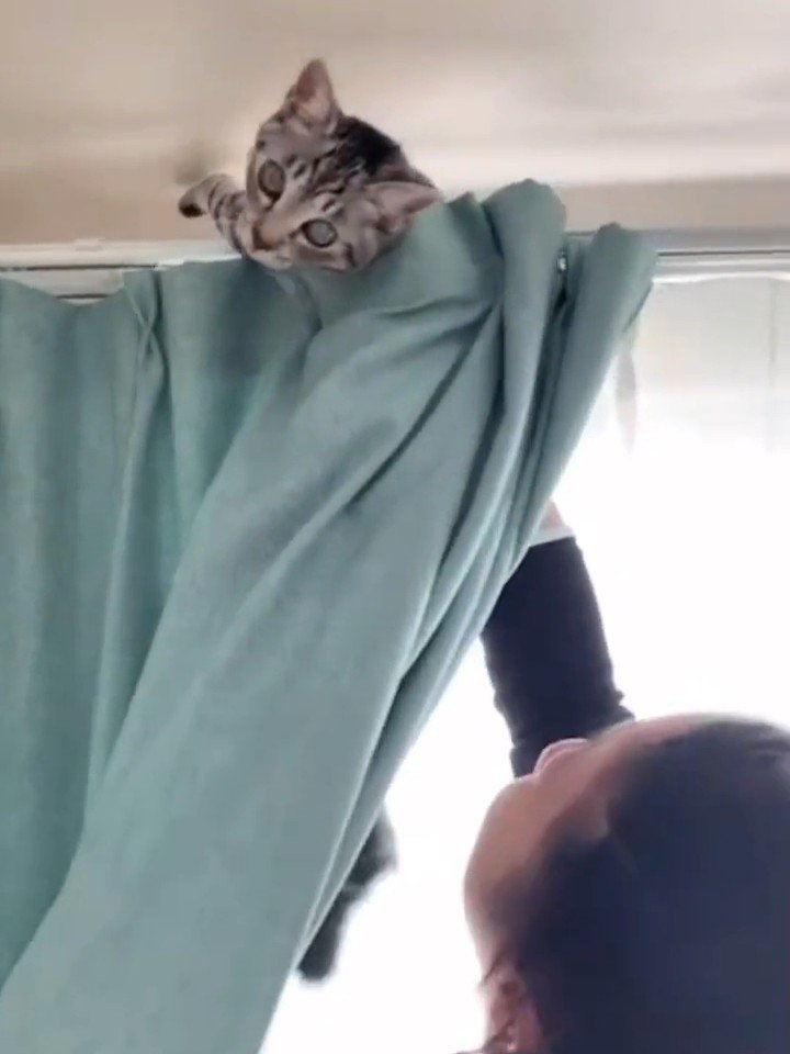 カーテンから顔を出す猫
