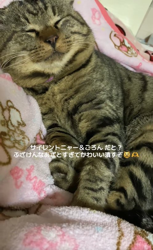 画面向かって右側に顔を向けたまま目を瞑っている猫