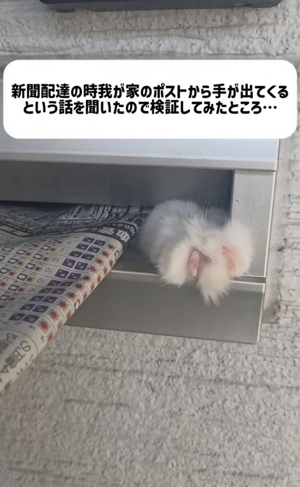 郵便受けから出てくるミックス猫の手