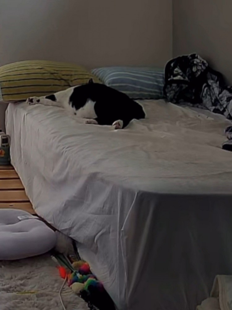 ベッドの奥で寝ている猫