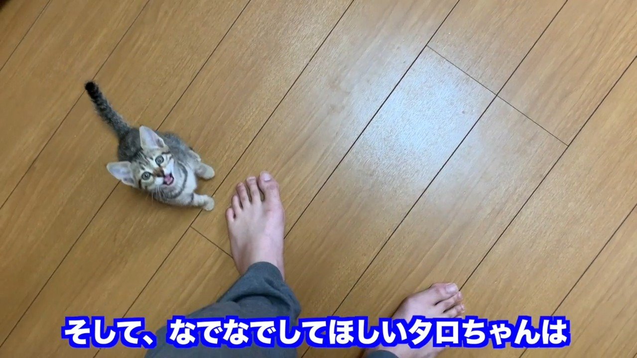 なでなでしてほしい