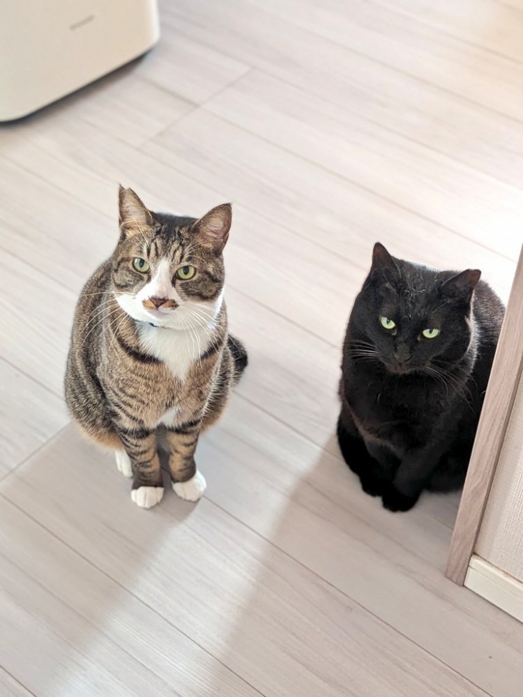 並んで立っているキジ白猫と黒猫